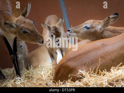 Un jeune (Kobus leche) cobes lechwes est représentée dans le zoo de Berlin, Allemagne, 28 janvier 2014. Le bébé est né le 22 janvier à la maison de l'antilope historique. Photo : Daniel Naupold/dpa Banque D'Images