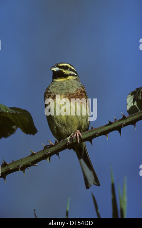 CIRL BUNTING (Emberiza cirlus) mâle adulte en plumage nuptial Bretagne France Banque D'Images