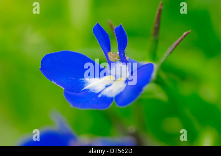 Lobelia Lobelia Jardin, bordure ou de pied (Lobelia Lobelia erinus) Banque D'Images