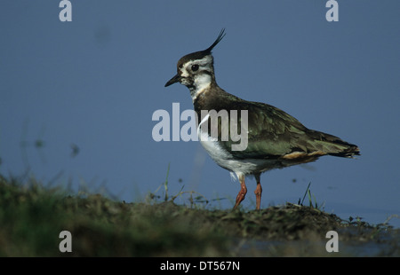 Le nord de sociable (Vanellus vanellus) femelle adulte en plumage nuptial Marshside la réserve RSPB Southport UK Banque D'Images