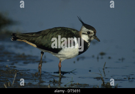 Le nord de sociable (Vanellus vanellus) femelle adulte en plumage nuptial Marshside la réserve RSPB Southport UK Banque D'Images