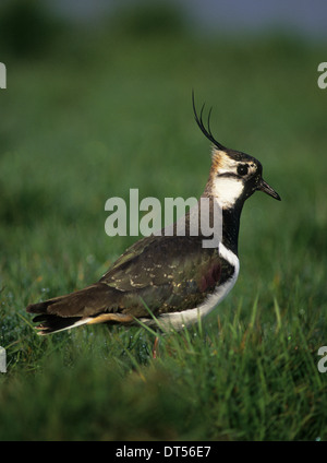 Le nord de sociable (Vanellus vanellus) mâle adulte en plumage nuptial Marshside la réserve RSPB Southport UK Banque D'Images