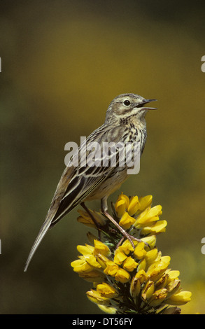 MEADOW Pipit spioncelle (Anthus pratensis), le chant des mâles adultes, de la floraison l'ajonc d'Penycloddiau Clwyd North Wales UK Banque D'Images
