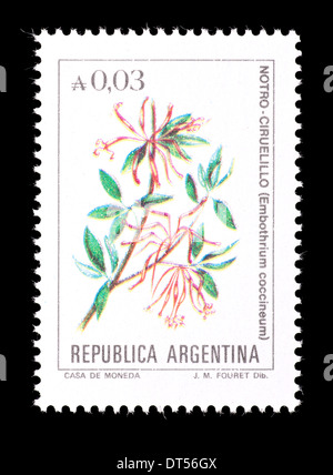 Timbre-poste de l'Argentine sur les fleurs sur l'arbre de feu du Chili (Embothrium coccineum découverte) Banque D'Images