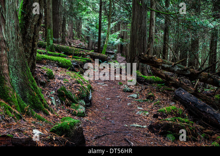Sentier à travers une dense forêt pluviale tempérée de l'île de Vancouver, Canada Banque D'Images