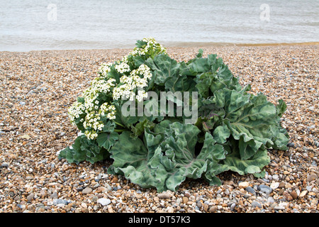 Kale Crambe maritima (mer) et de plus en plus en fleur sur une plage de galets à Suffolk Banque D'Images