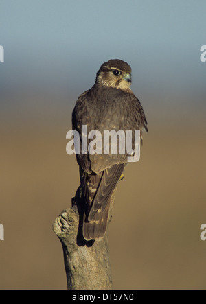 MERLIN (Falco columbarius) femelle adulte Marshside Marsh Southport Merseyside UK Banque D'Images