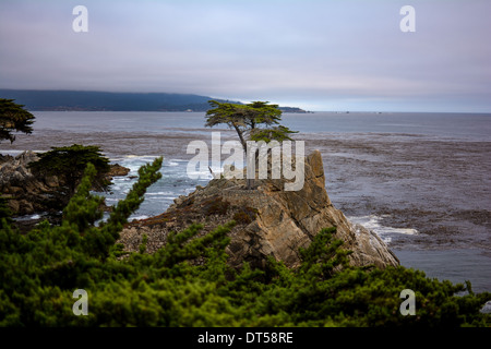 Lone Tree Banque D'Images