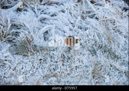 Un merle sur l'herbe couverte de givre. Une petite boule de plumes dans l'hiver froid. Banque D'Images