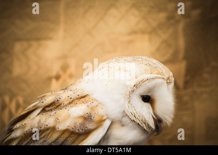 Portrait Owl, golden owl, faune concept Banque D'Images