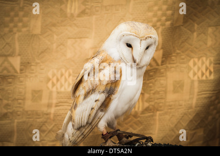 Portrait Owl, golden owl, faune concept Banque D'Images