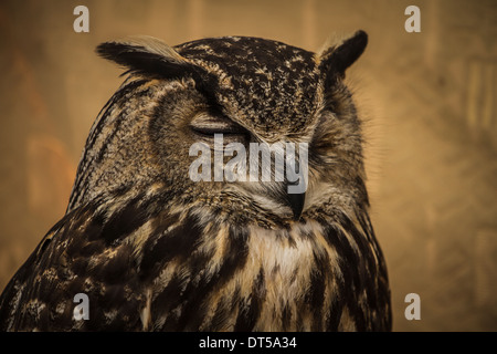 Portrait Owl, golden owl, faune concept Banque D'Images