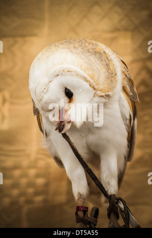 Portrait Owl, golden owl, faune concept Banque D'Images