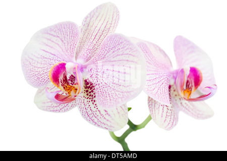 Petite branche avec deux orchidées tachetées isolated on white Banque D'Images