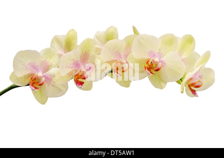 Teinte douce fragile fleur d'orchid isolated on white Banque D'Images