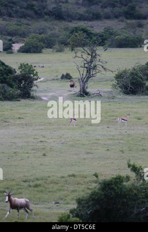 Plaine africaine avec impala deer gardant un affût de lion en arrière-plan Banque D'Images