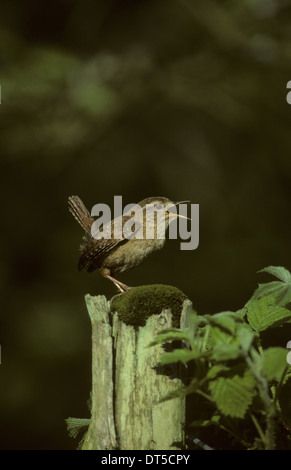 Le Troglodyte mignon (Troglodytes troglodytes) mâle adulte chant sur piquet de New Forest Hampshire UK Banque D'Images