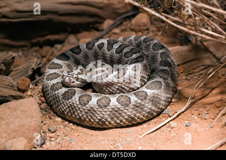 Désert (Sistrurus catenatus Massasauga edwardsi) Banque D'Images