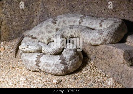 Rock tacheté Crotale de l'Ouest (Crotalus lepidus lepidus), le sud de l'Arizona - Le Nord du Mexique Banque D'Images