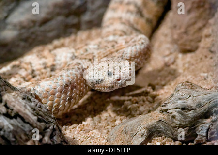 Le Crotale de l'Ouest (Crotalus mitchellii), Mexique Banque D'Images