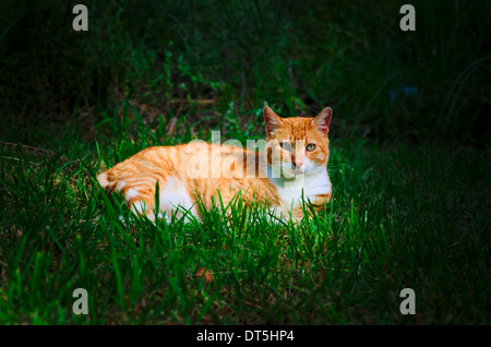 Le gingembre cat lying on Green grass Banque D'Images