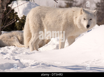 Deux loups blancs en neige. Dormir debout et wolf wolf qui est à regarder la caméra. Banque D'Images