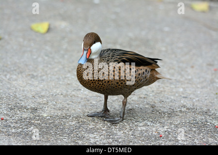 Beautiful Red-billed Teal (Anas erythrorhyncha) reposant sur le sol Banque D'Images