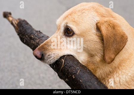 Labrador Retriever jaune qui traverse un champ ouvert Banque D'Images