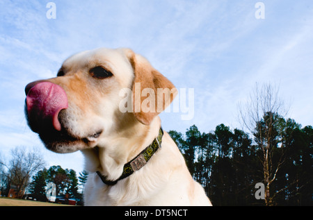 Labrador Retriever jaune qui traverse un champ ouvert. Banque D'Images