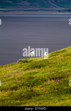 Mouettes adultes et juvéniles sur les falaises à Ingolfshofdi, Islande Banque D'Images