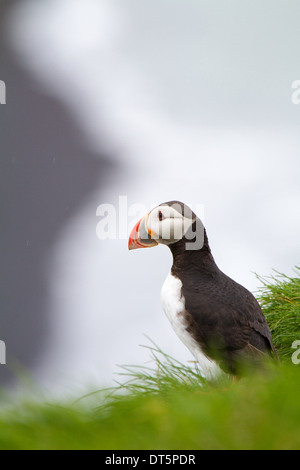 Macareux moine à Ingolfhofsdi, Islande Banque D'Images