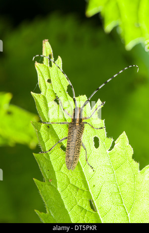 Le chardon d'Or Gris, épanouie, Linienhalsige Distelbock Longhorn Agapanthia villosoviridescens, Halmbock Banque D'Images