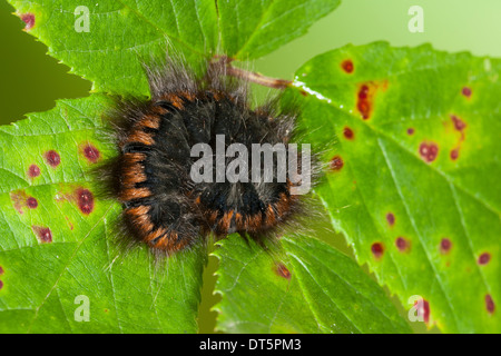 Fox Moth, Caterpillar, Brombeerspinner Brombeer-Spinner, Raupe Macrothylacia rubi,,, Glucken, Lasiocampidae Banque D'Images