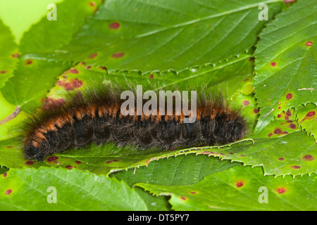 Fox Moth, Caterpillar, Brombeerspinner Brombeer-Spinner, Raupe Macrothylacia rubi,,, Glucken, Lasiocampidae Banque D'Images