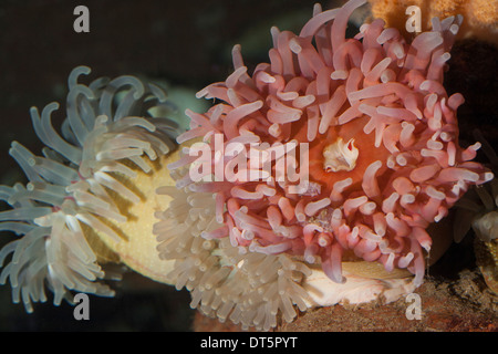 Anémone rouge du nord, dahlia, Anémone Anémone de mer, Dickhörnige Seerose, Blumentier Seeanemone Urticina felina,,, Tealia felina Banque D'Images