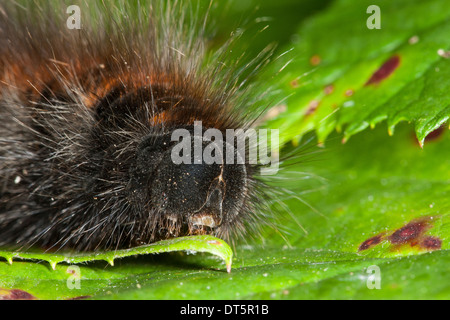 Fox Moth, Caterpillar, Brombeerspinner Brombeer-Spinner, Raupe Macrothylacia rubi,,, Glucken, Lasiocampidae Banque D'Images