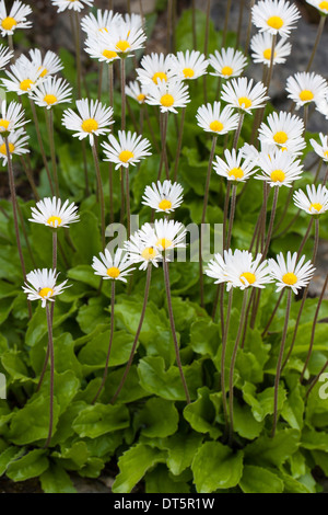 Star daisy, daisy-Alpen-Maßliebchen star, aster, Alpenmaßliebchen Alpenmaßlieb Aster bellidiastrum,,, Bellidiastrum michelii Banque D'Images