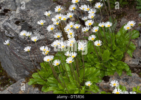 Star daisy, daisy-Alpen-Maßliebchen star, aster, Alpenmaßliebchen Alpenmaßlieb Aster bellidiastrum,,, Bellidiastrum michelii Banque D'Images