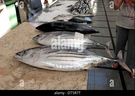 Madère Funchal poisson Thon frais en vente au marché couvert mercado dos Lavradores Banque D'Images