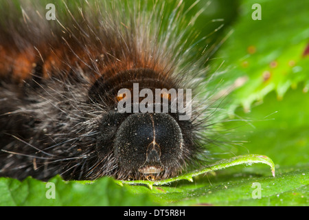 Fox Moth, Caterpillar, Brombeerspinner Brombeer-Spinner, Raupe Macrothylacia rubi,,, Glucken, Lasiocampidae Banque D'Images