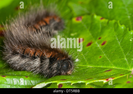 Fox Moth, Caterpillar, Brombeerspinner Brombeer-Spinner, Raupe Macrothylacia rubi,,, Glucken, Lasiocampidae Banque D'Images