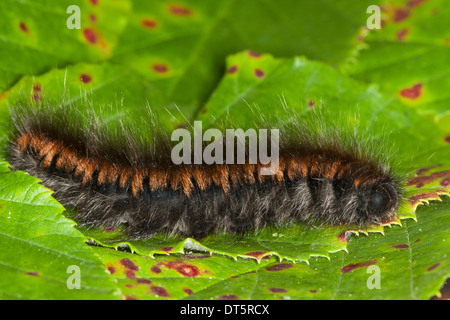 Fox Moth, Caterpillar, Brombeerspinner Brombeer-Spinner, Raupe Macrothylacia rubi,,, Glucken, Lasiocampidae Banque D'Images