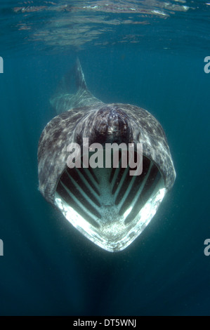 Requin pèlerin Banque D'Images