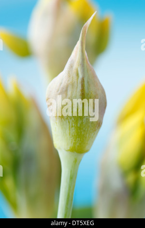 L'allium moly ail à fleurs d'or boutons de fleurs Juin Banque D'Images