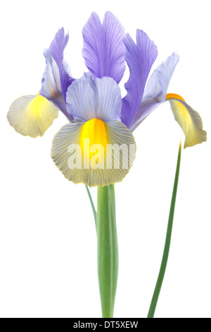 Iris hollandaise Banque D'Images