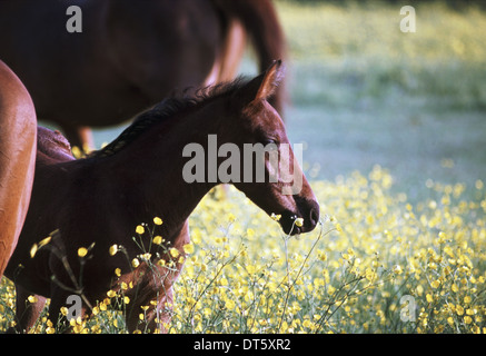 Portrait d'un brun marron poulain debout avec les oreilles dressées dans un champ de fleurs renoncule jaune, UK Banque D'Images