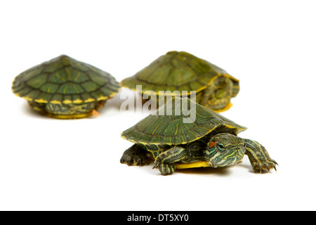 Funny tortue verte sur le défilé ou marcher autour de isolé sur fond blanc Banque D'Images