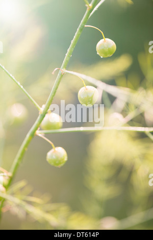 Détail de plant d'asperge (Asparagus officinalis) dans jardin Banque D'Images