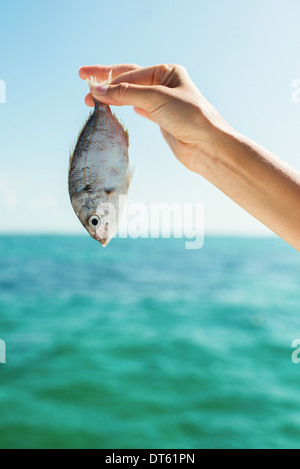 Close up of female hand holding up un poisson Banque D'Images