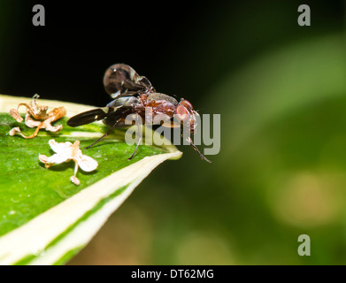 Sont â€" une famille de mouches. Leur nom commun est bee flies. Les adultes se nourrissent de nectar et de pollen Banque D'Images